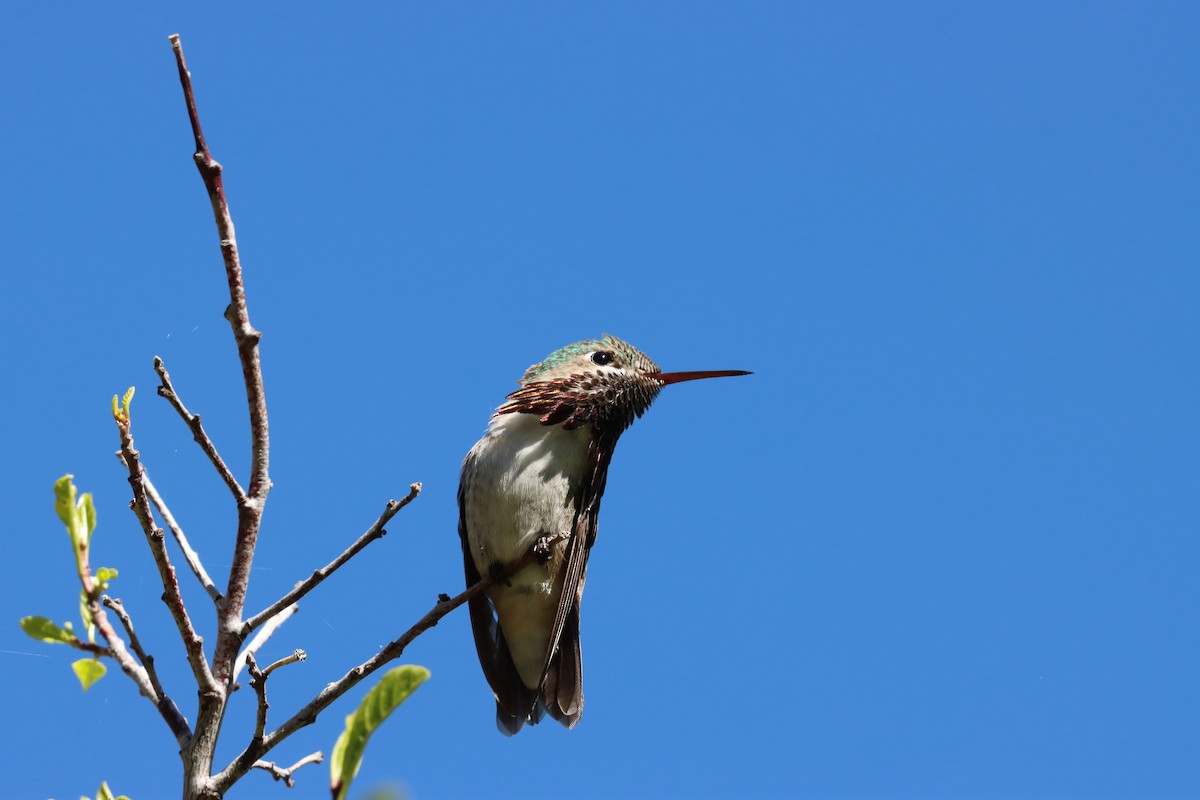 Calliope Hummingbird - ML458551951