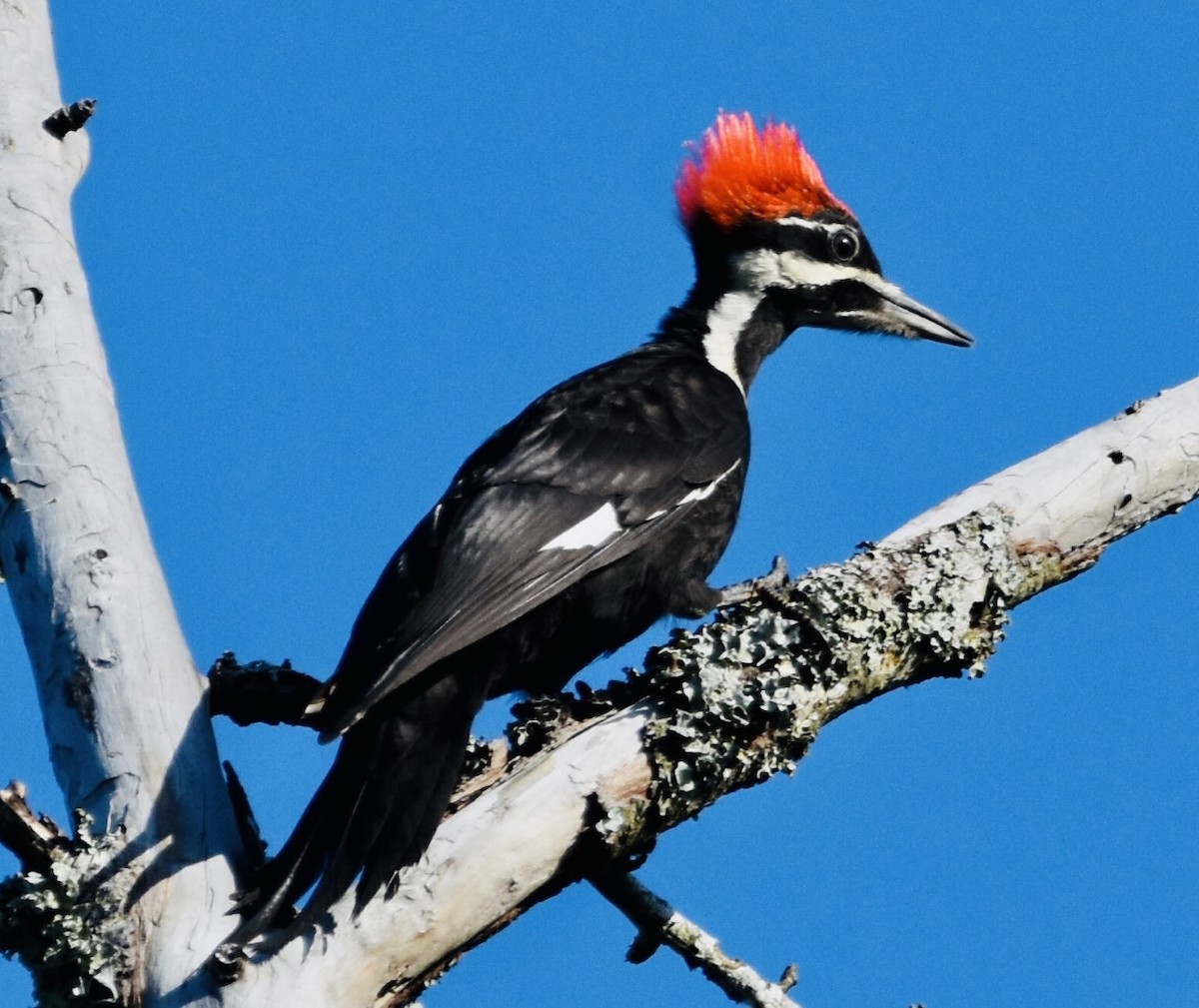 Pileated Woodpecker - ML458555151