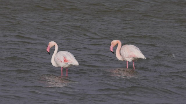 Greater Flamingo - ML458556451