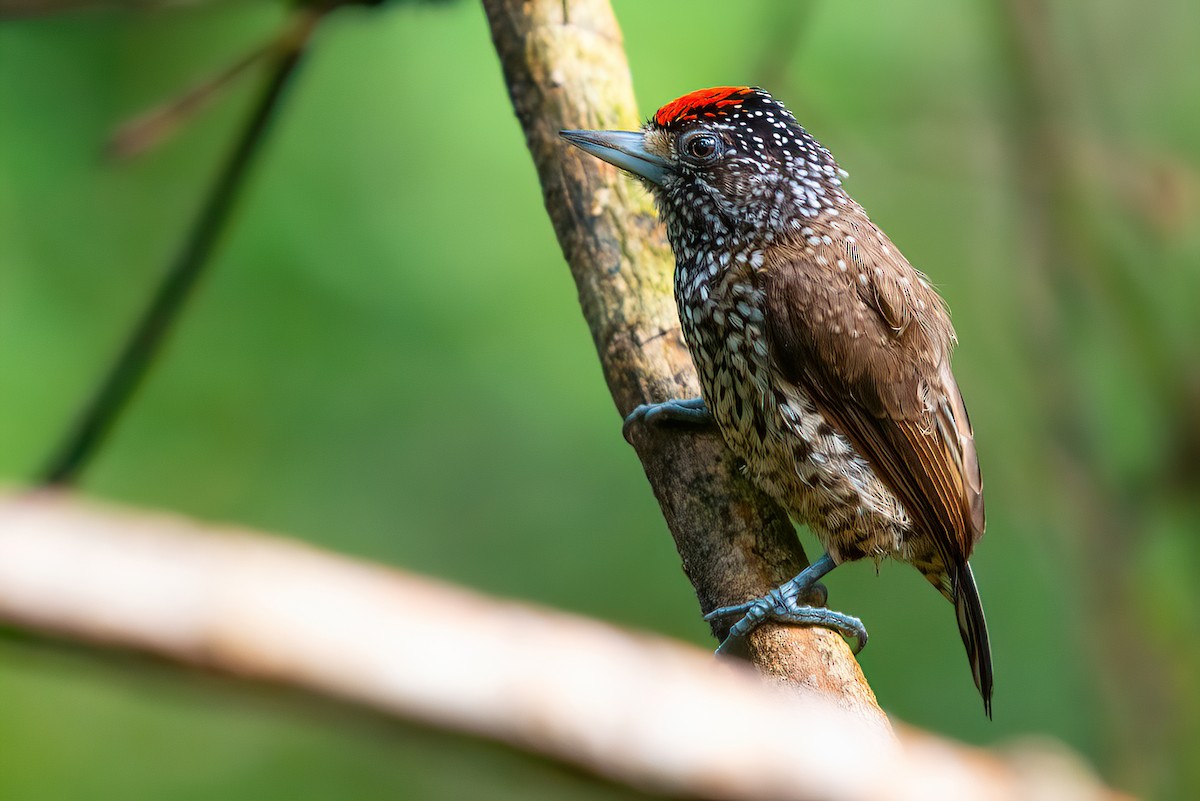 White-wedged Piculet - ML458557661