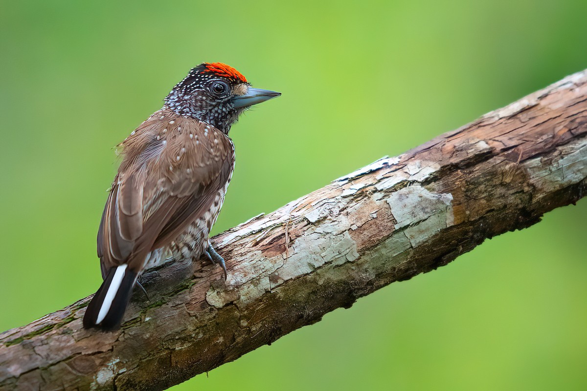 White-wedged Piculet - ML458557671