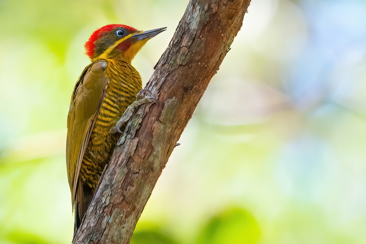 Golden-green Woodpecker (Golden-green) - ML458559611