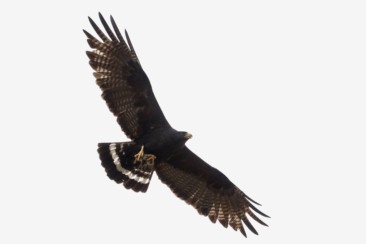 Zone-tailed Hawk - ML458563001