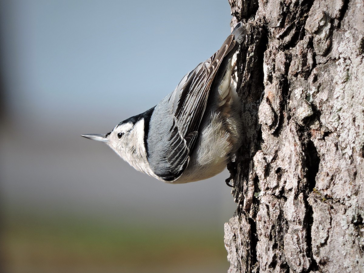 White-breasted Nuthatch - ML45856331