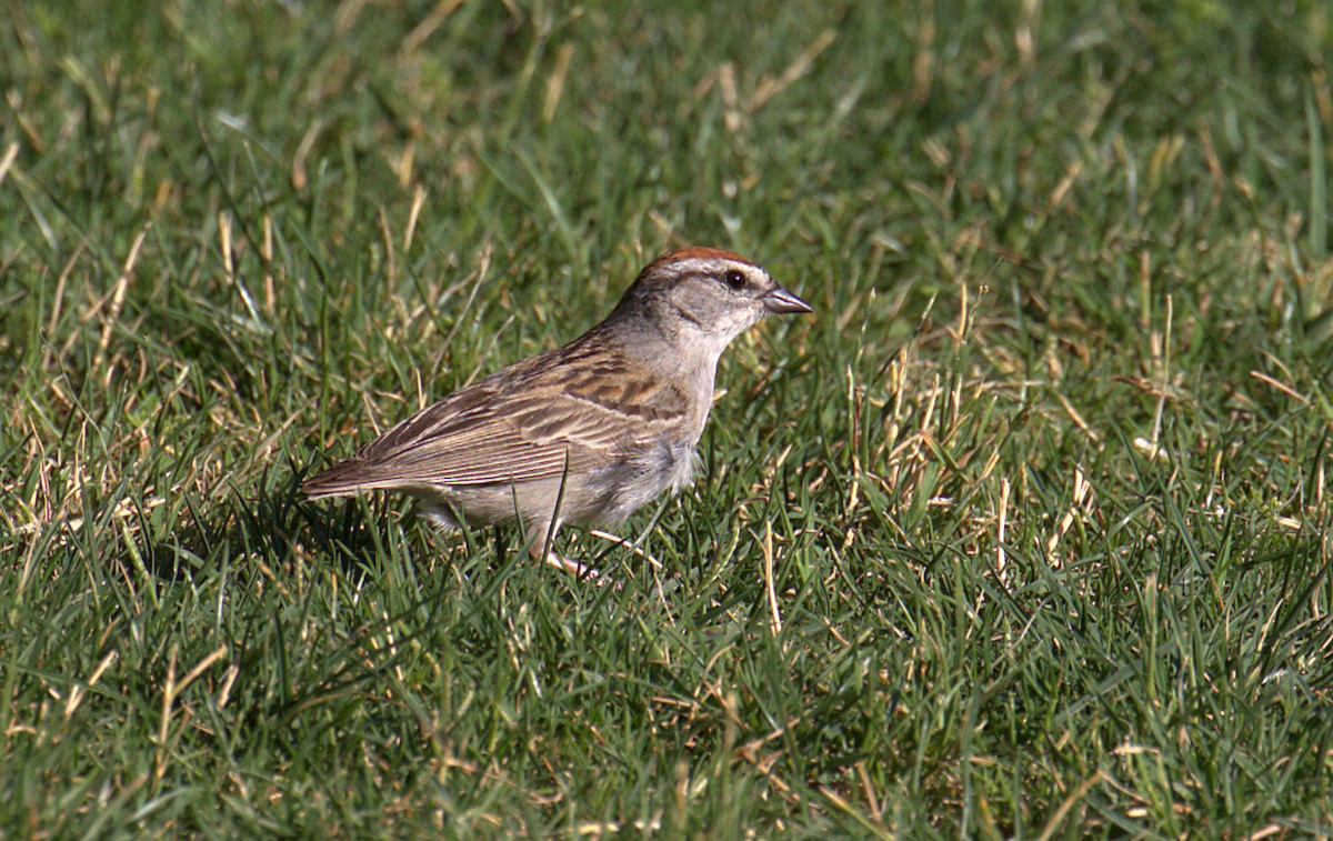 Chipping Sparrow - ML458564191