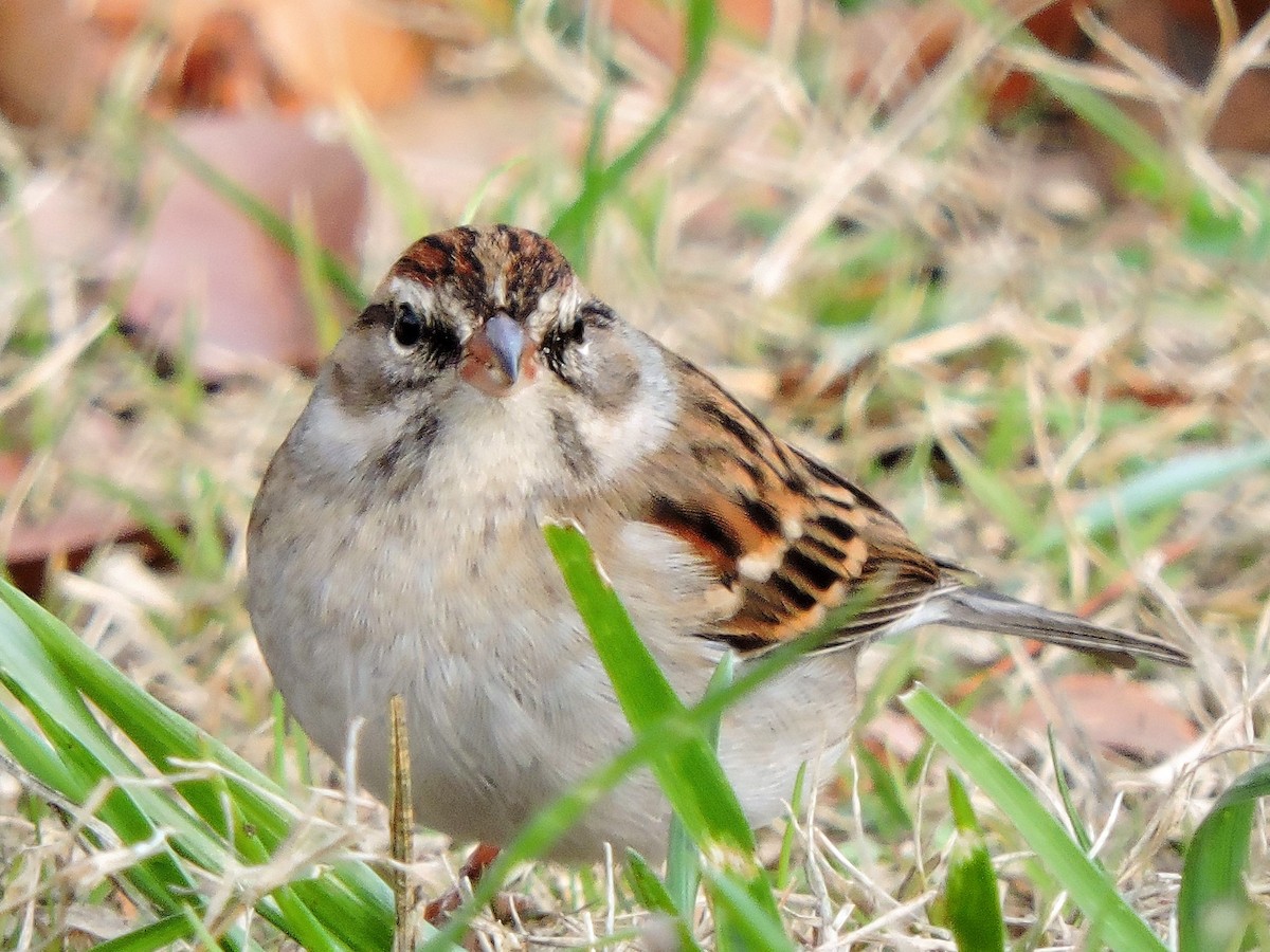 Chipping Sparrow - S. K.  Jones