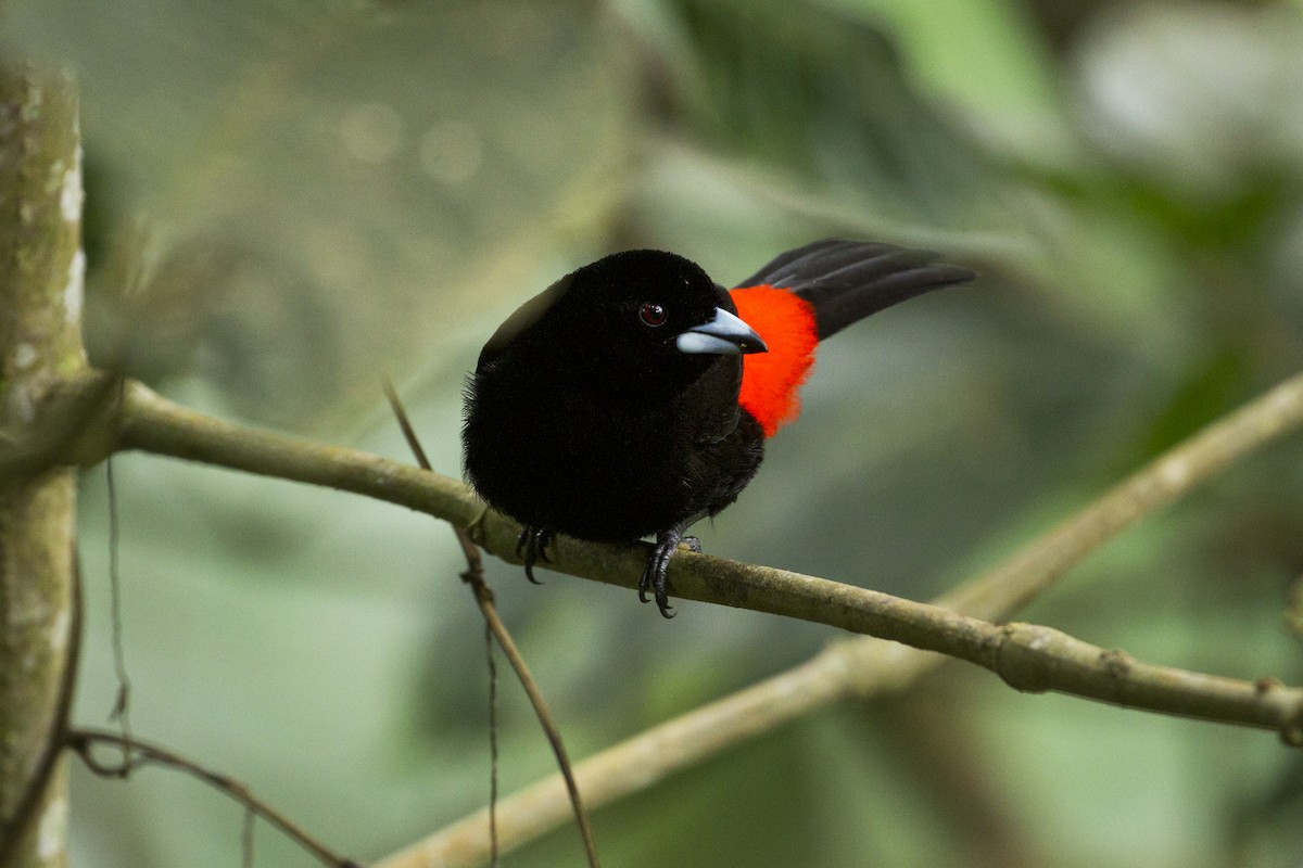 Scarlet-rumped Tanager (Cherrie's) - Charley Hesse TROPICAL BIRDING
