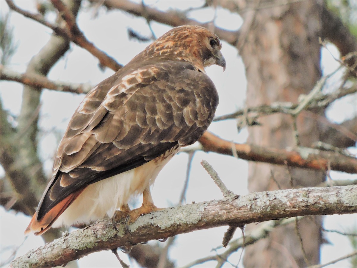 Red-tailed Hawk - ML45856671