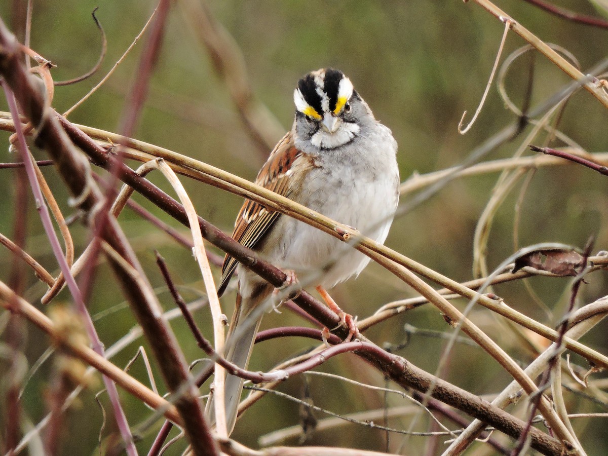 White-throated Sparrow - ML45856761