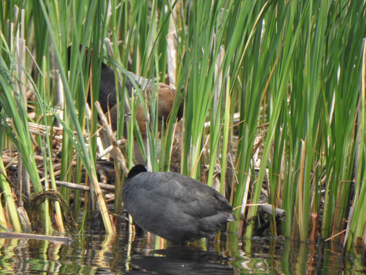 American Coot (Red-shielded) - ML458569081
