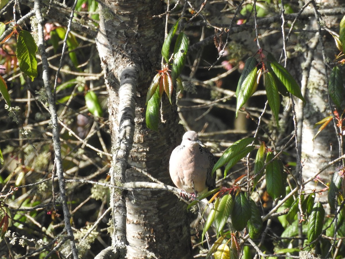 Spotted Dove - Hopeland P