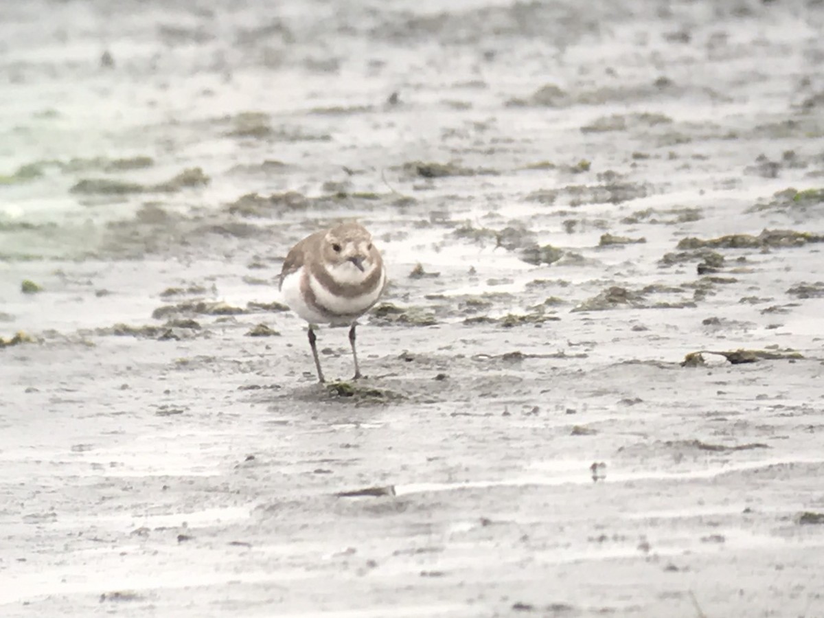 Two-banded Plover - ML458574631