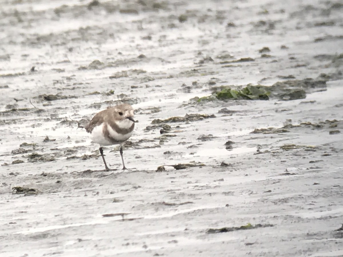 Two-banded Plover - ML458574641