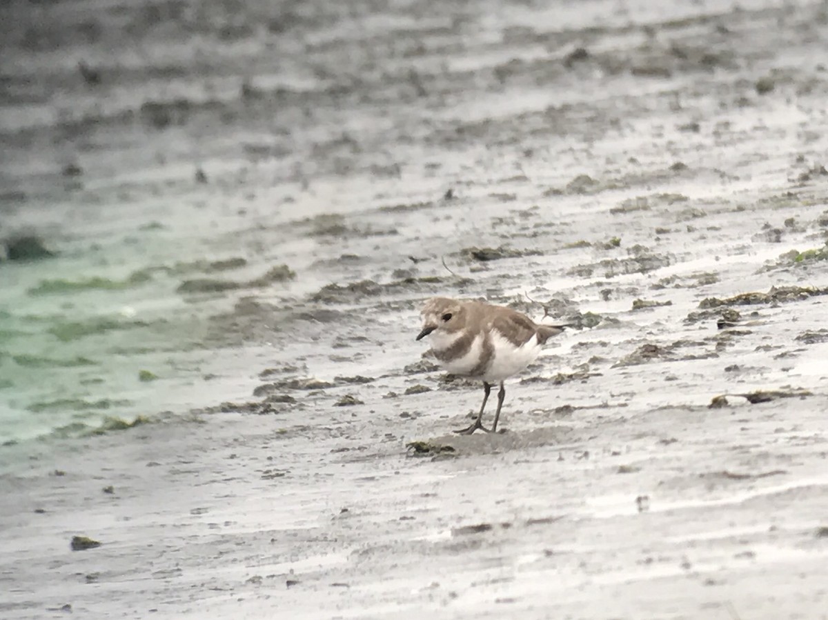 Two-banded Plover - ML458574651