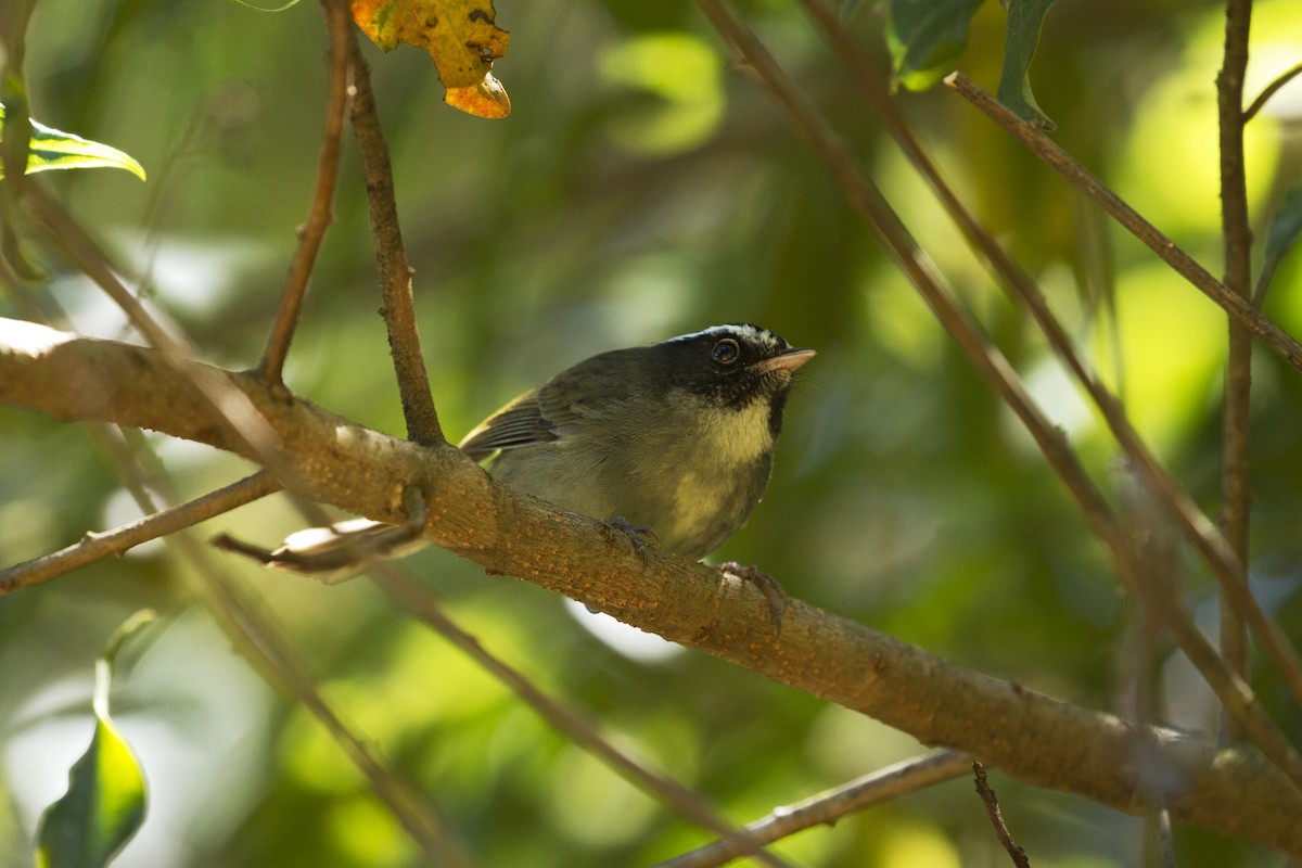 Black-cheeked Warbler - Charley Hesse TROPICAL BIRDING
