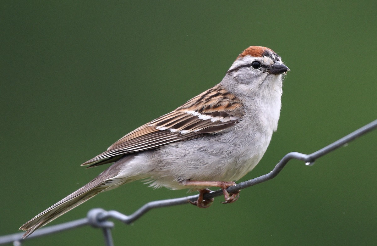 Chipping Sparrow - ML458581011