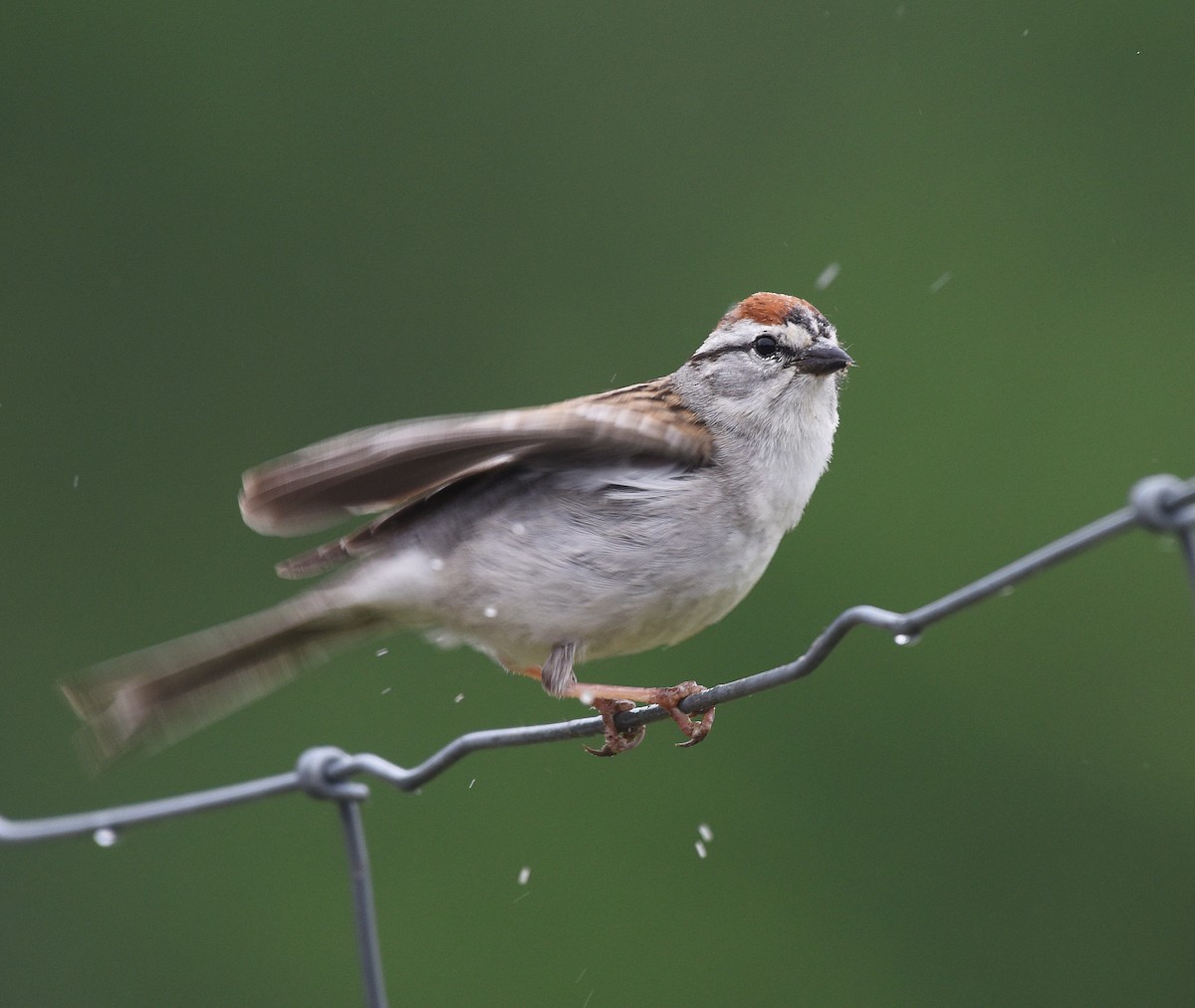 Chipping Sparrow - ML458581061