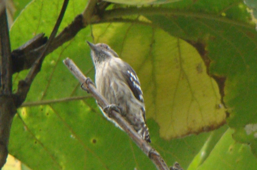 Brown-capped Pygmy Woodpecker - Chirag Munje