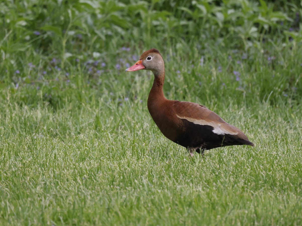 Black-bellied Whistling-Duck (fulgens) - ML458595371