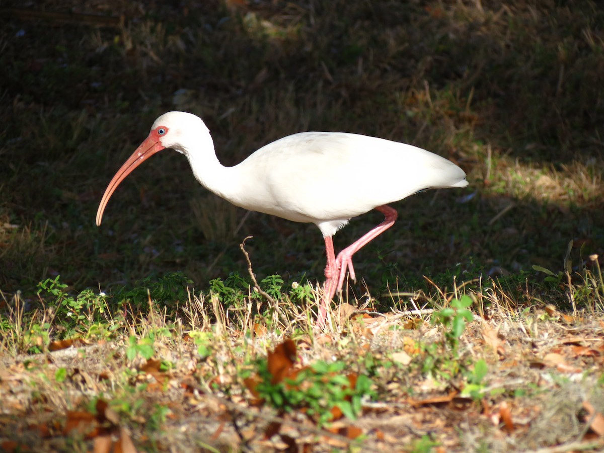 Ibis blanc - ML45859741