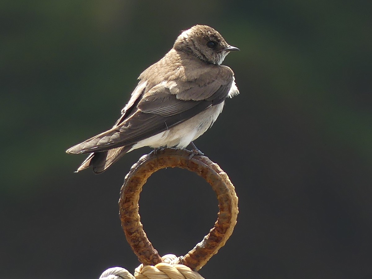 Northern Rough-winged Swallow - ML458599871