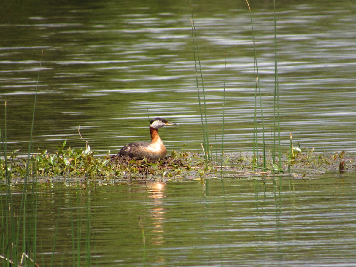 Red-necked Grebe - ML458602421