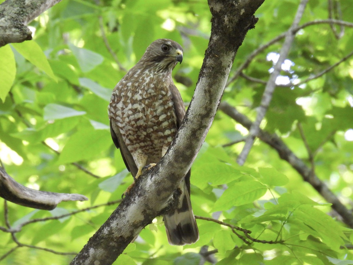 Maine Bird Atlas Checklist - 11 Jun 2022 - Freeman Ridge - 35 species