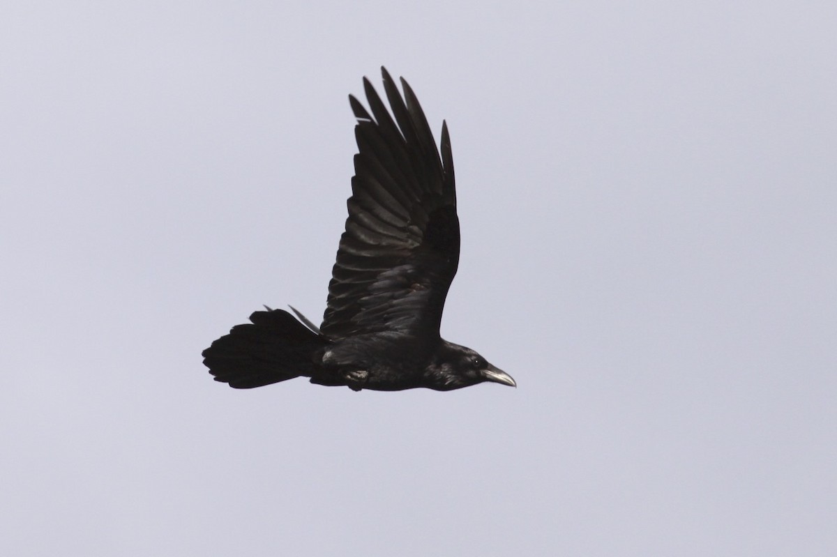 Common Raven - Knut Hansen