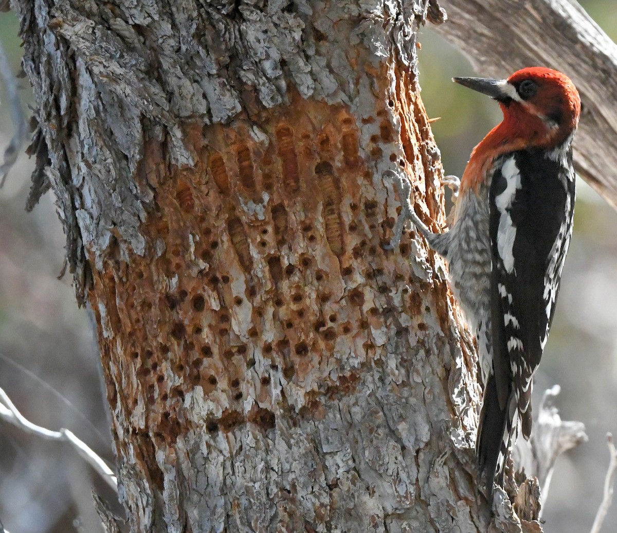 Red-breasted Sapsucker - ML458604491