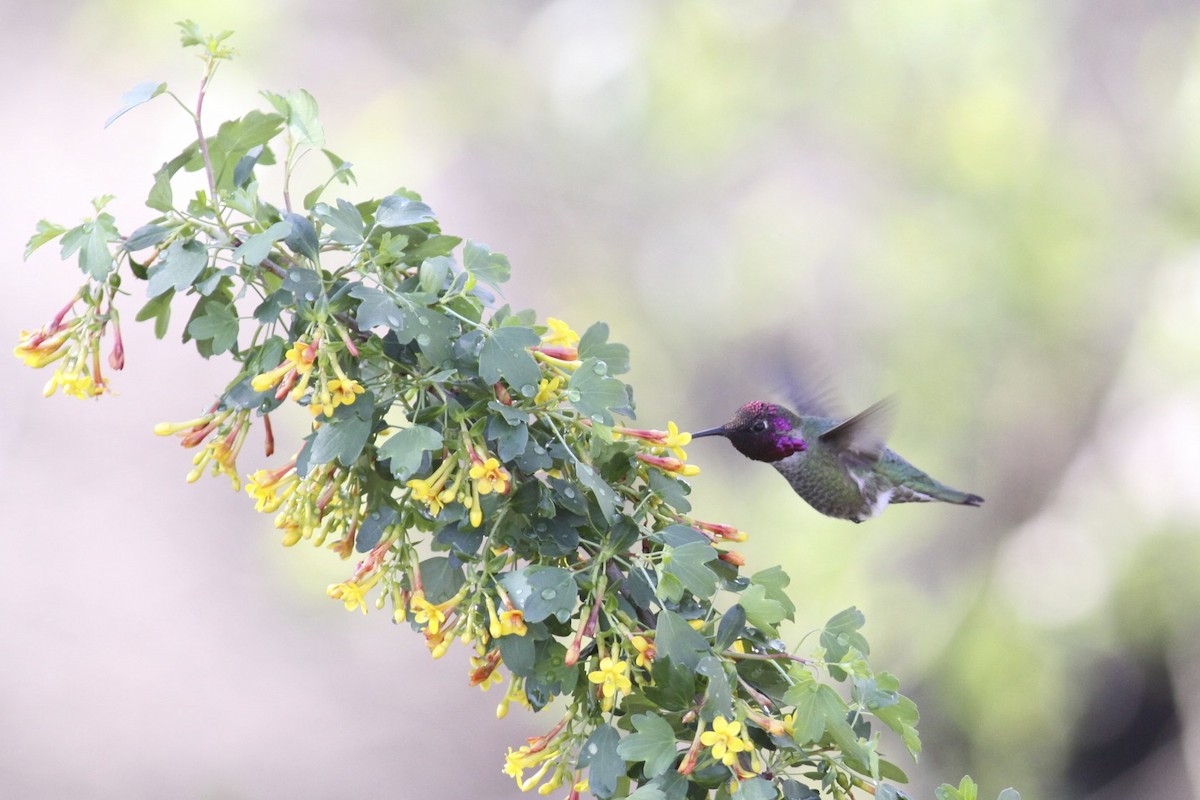 Costa's Hummingbird - Knut Hansen