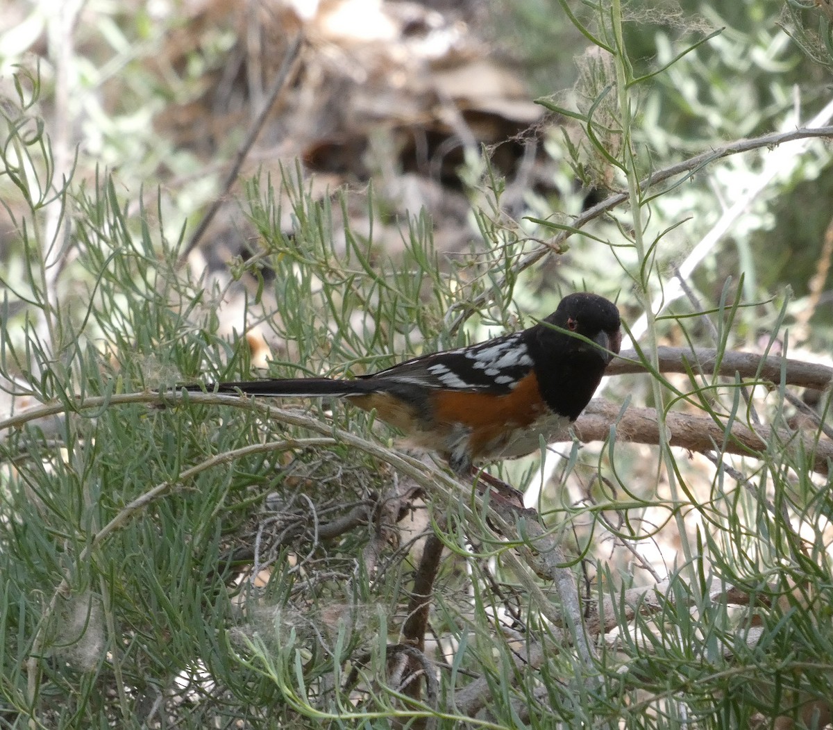 Spotted Towhee - ML458607961