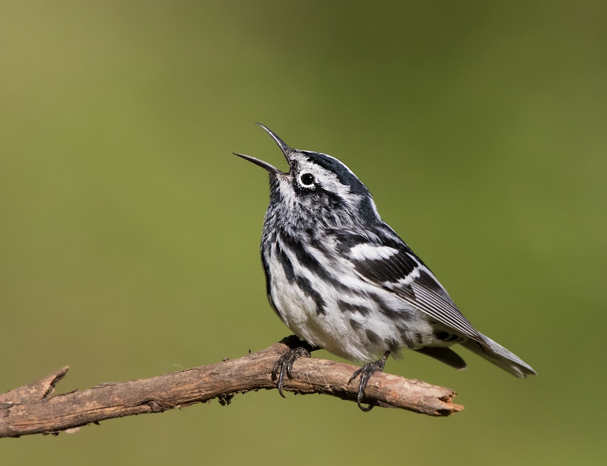 Black-and-white Warbler - ML458609541