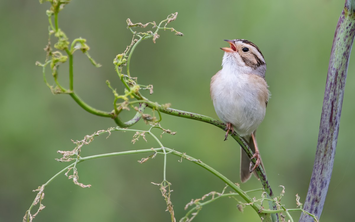 Clay-colored Sparrow - ML458618081