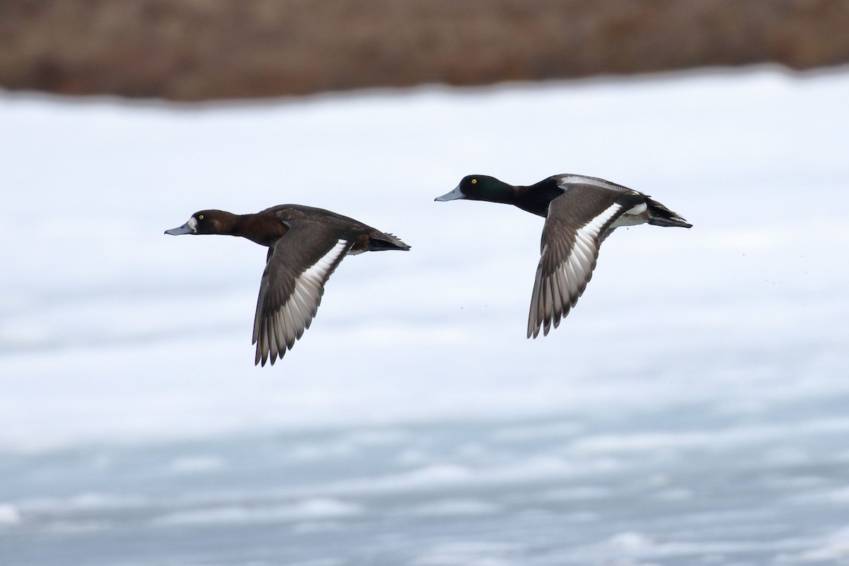 Greater Scaup - Seth Beaudreault