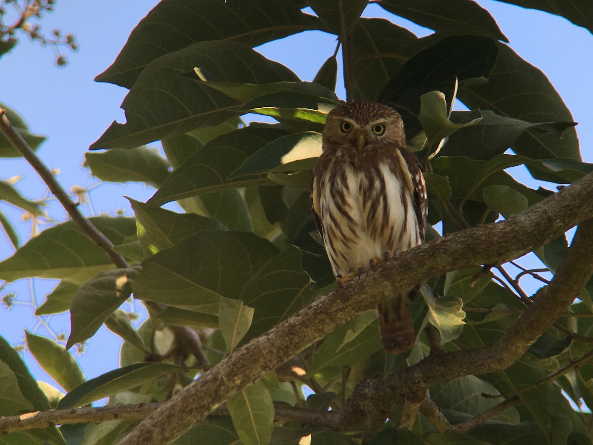 Ferruginous Pygmy-Owl - Sharon Stiteler
