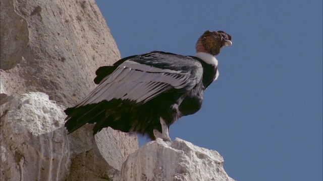 Andean Condor - ML458633