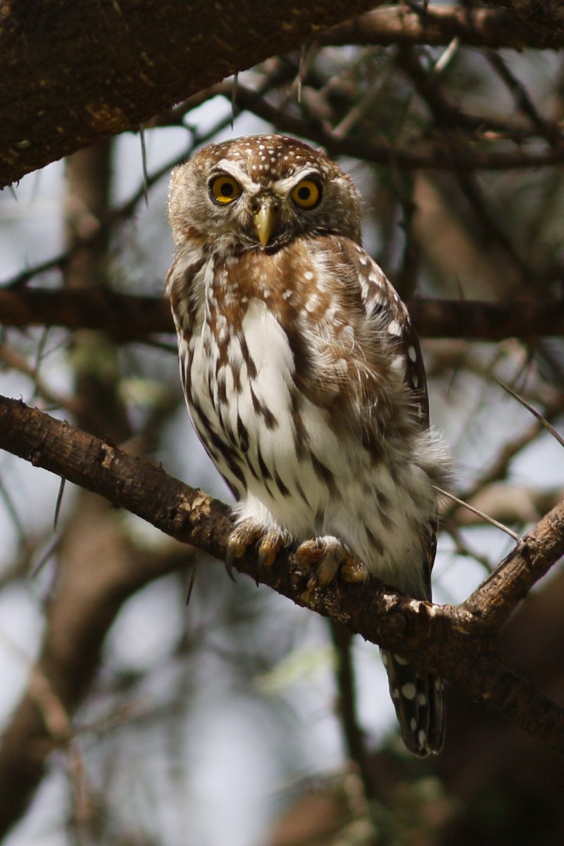 Pearl-spotted Owlet - John C Sullivan