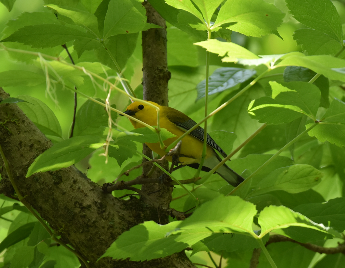Prothonotary Warbler - ML458637631