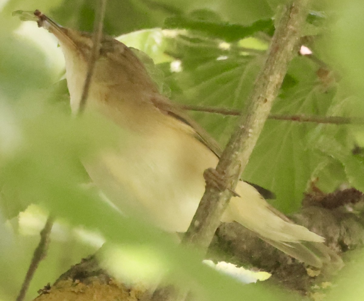 Common Reed Warbler - ML458638651