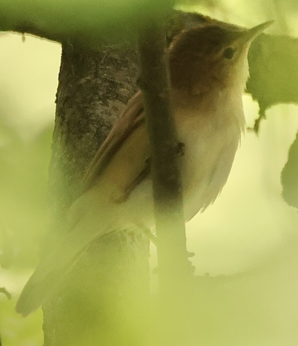 Common Reed Warbler - ML458638751