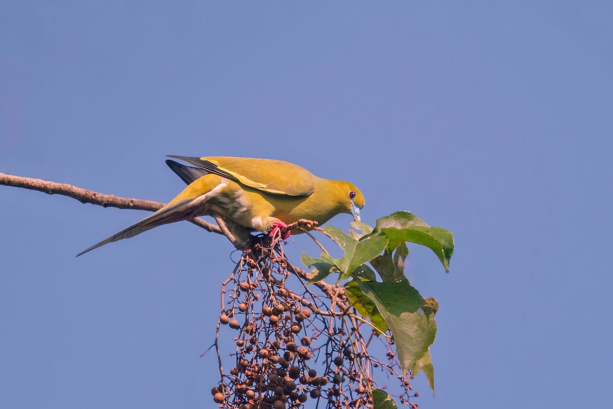 Pin-tailed Green-Pigeon - Rajkumar Das