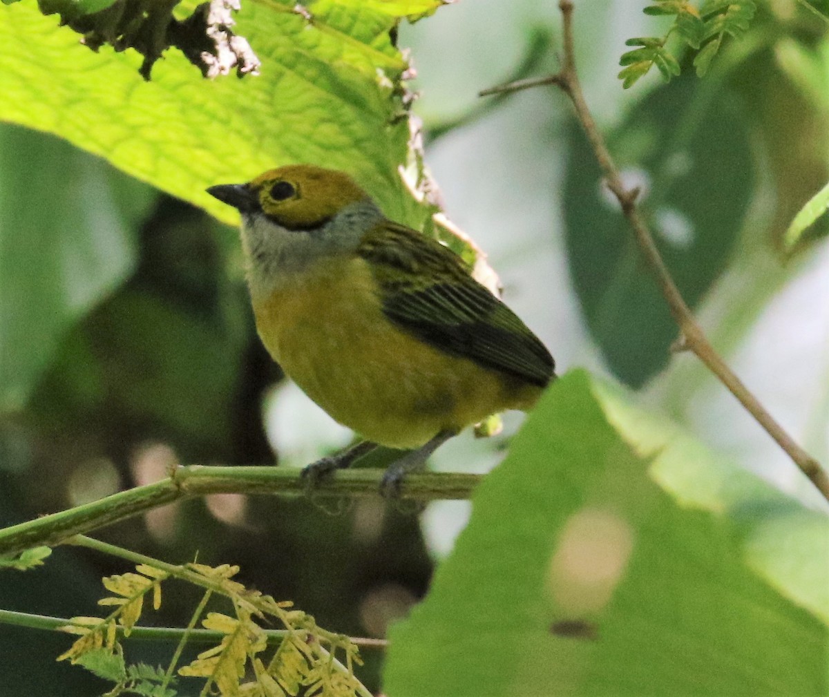 Silver-throated Tanager - ML45864171