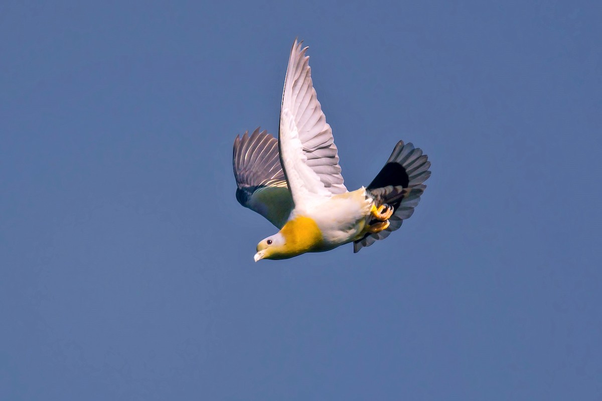 Yellow-footed Green-Pigeon - Rajkumar Das