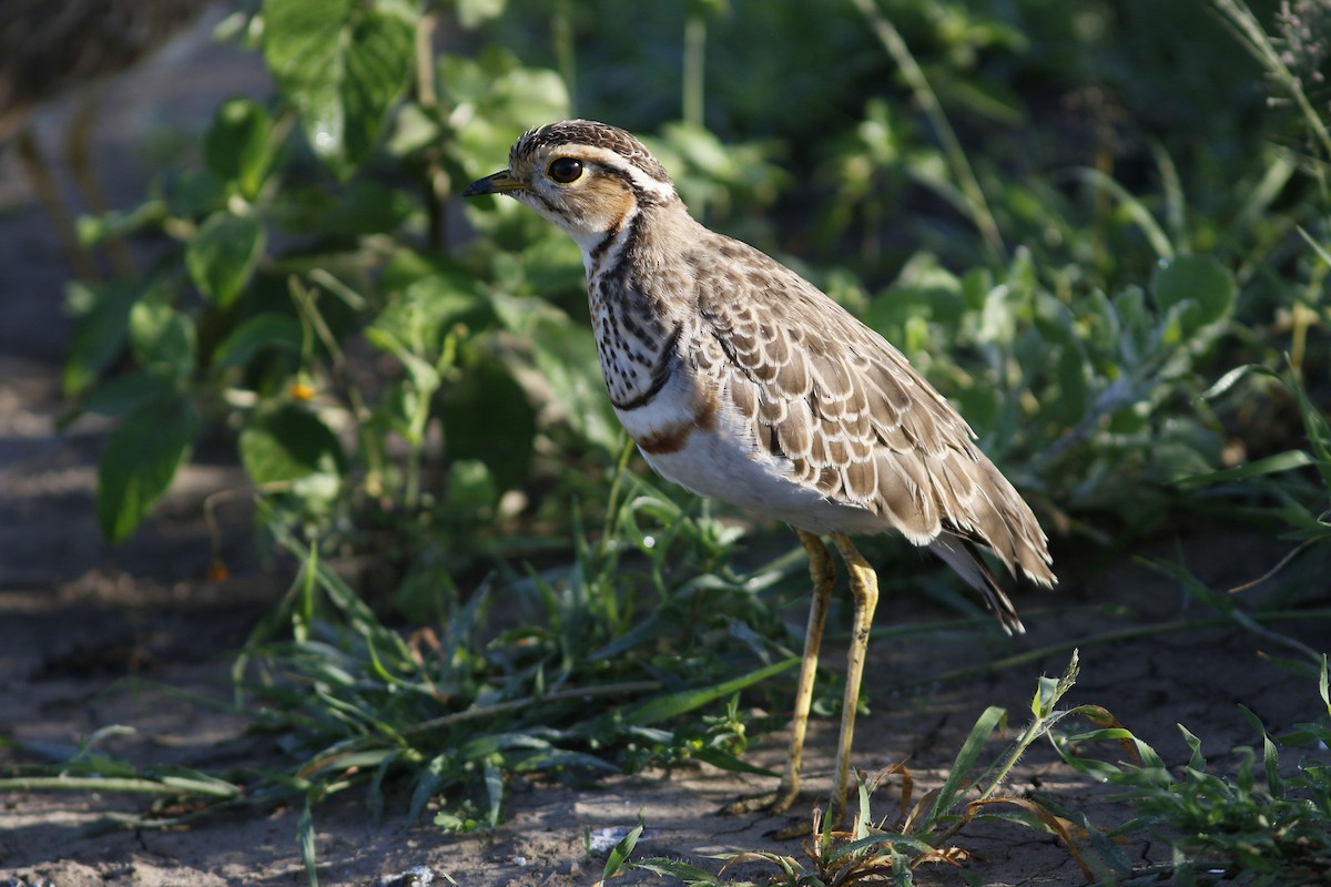 Three-banded Courser - ML45864911