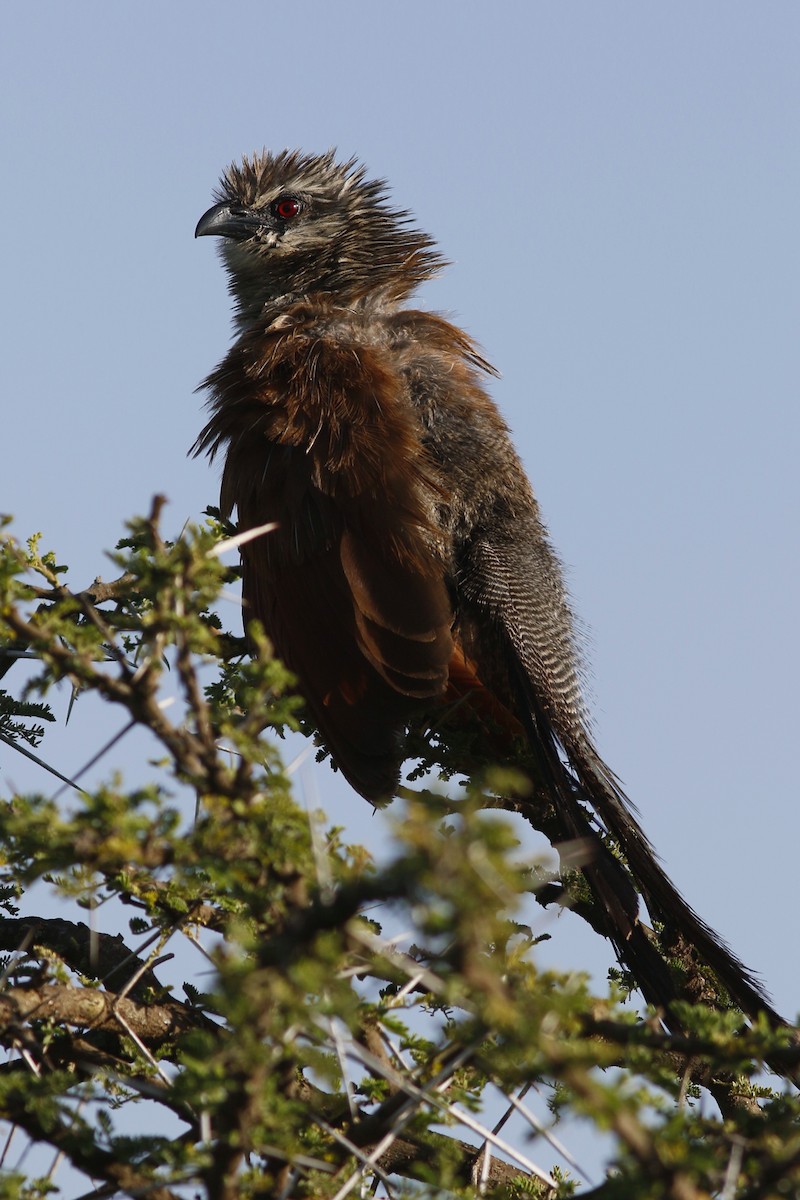 White-browed Coucal - ML45864971