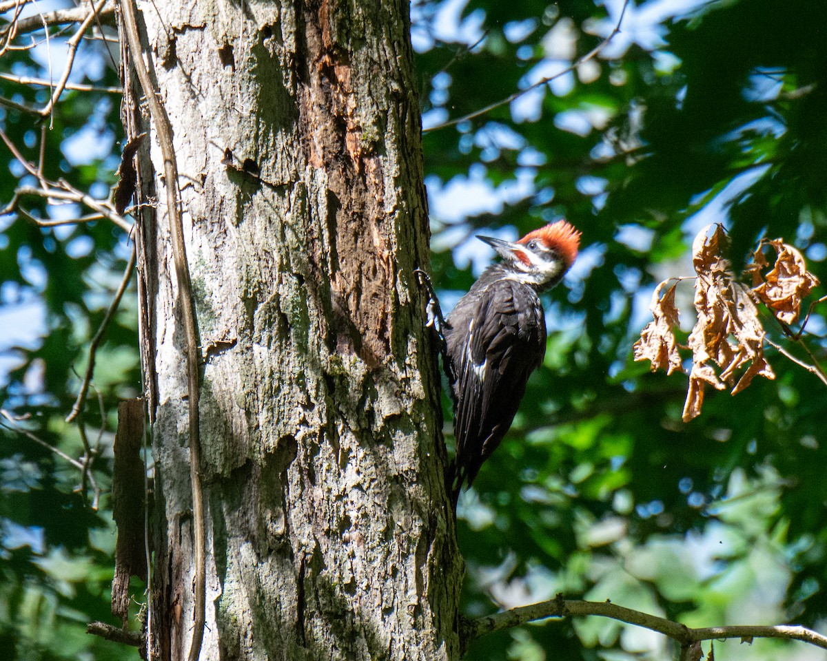Pileated Woodpecker - ML458650331