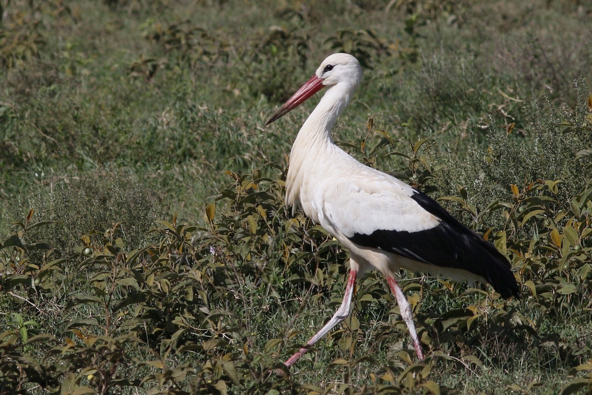 White Stork - John C Sullivan