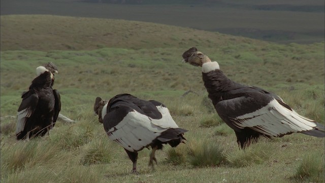 Andean Condor - ML458653