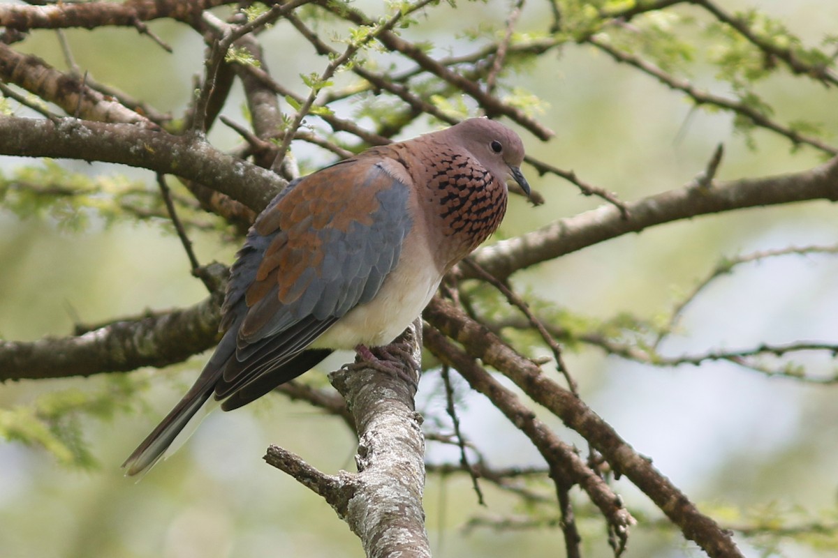 Laughing Dove - ML45865571