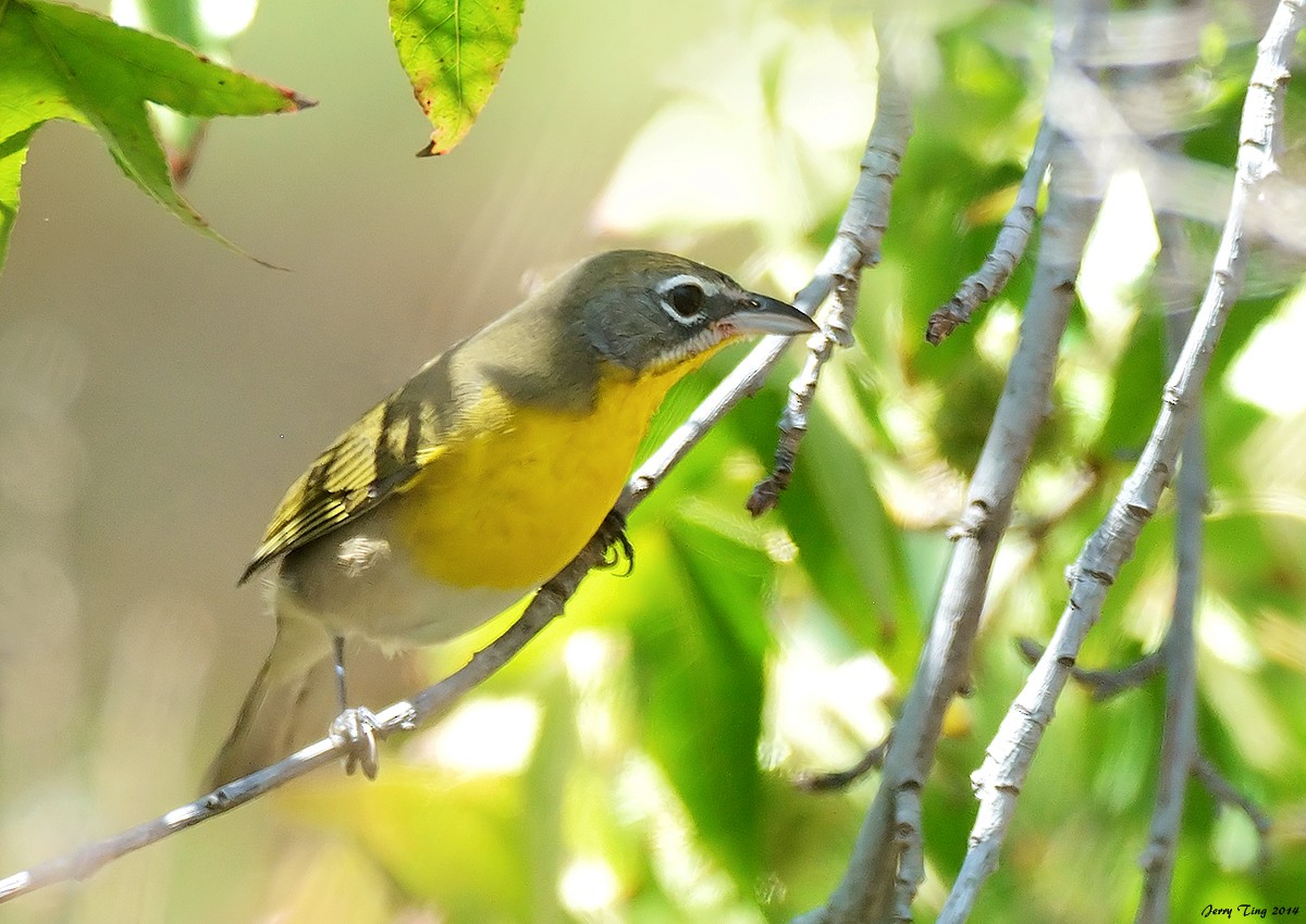 Yellow-breasted Chat - Jerry Ting